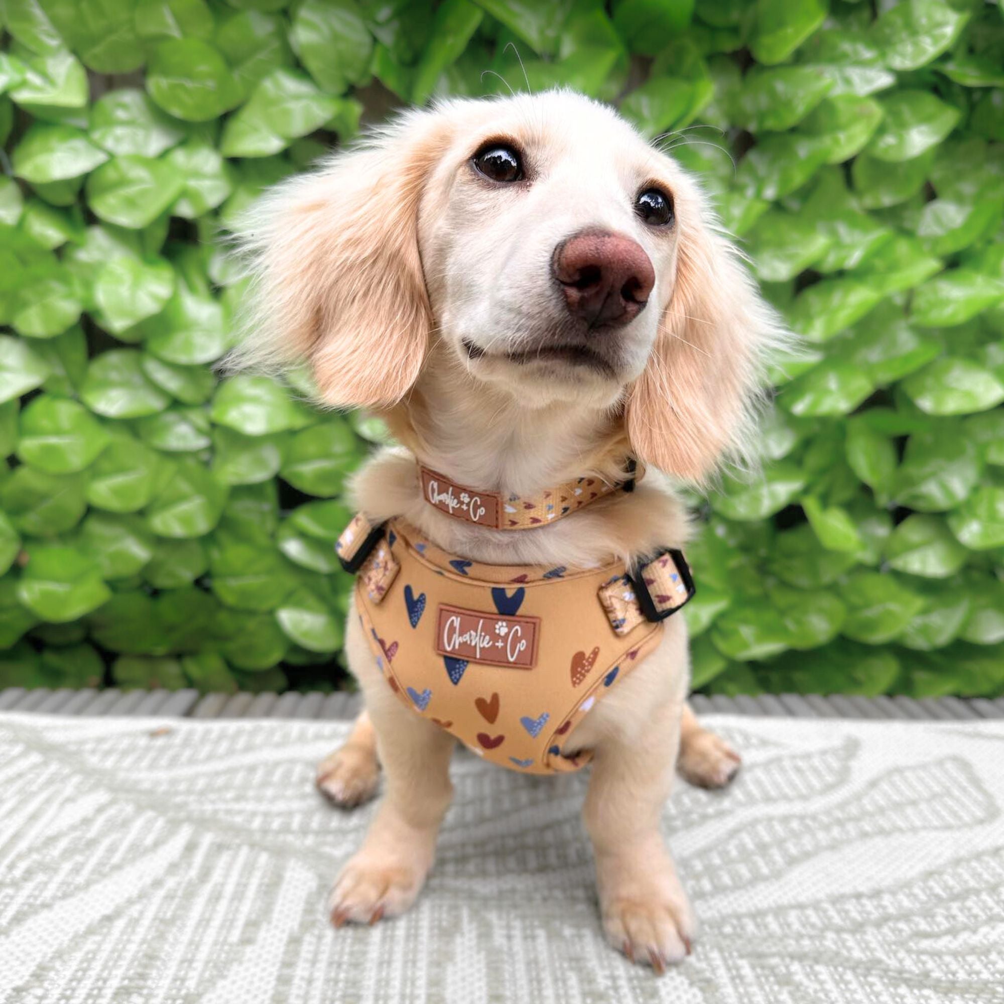 Mustard yellow dog outlet harness