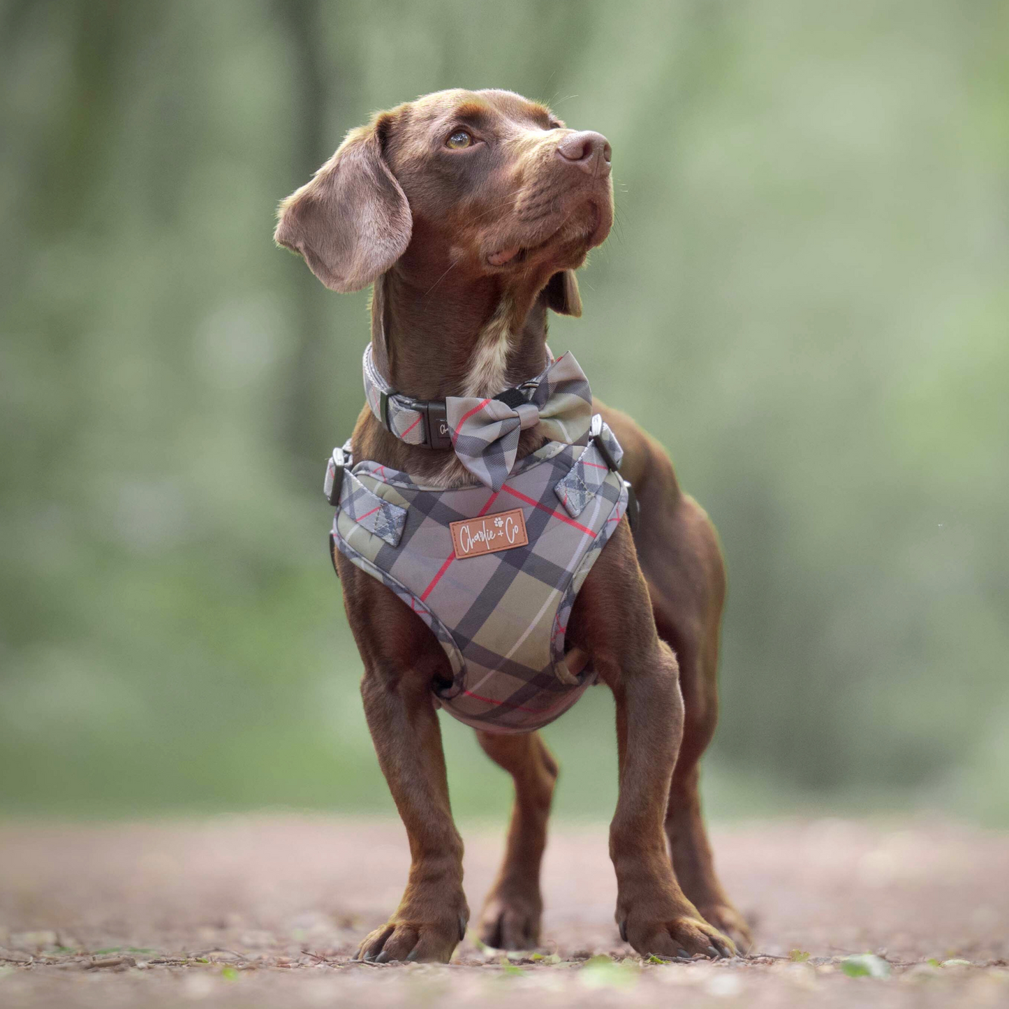 Highland Hound - Collar