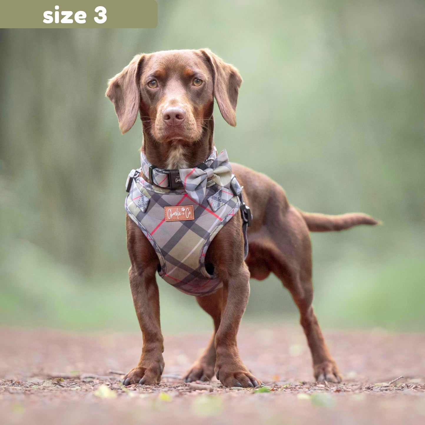 Highland Hound - Step-in Harness