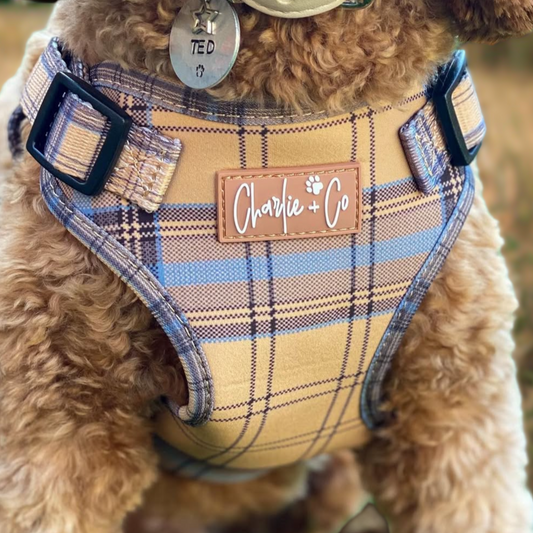 Check Him Out - Step-in Harness