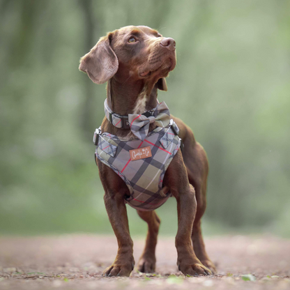Highland Hound - Step-in Harness