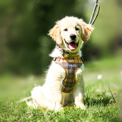 Check Him Out - Step-in Harness