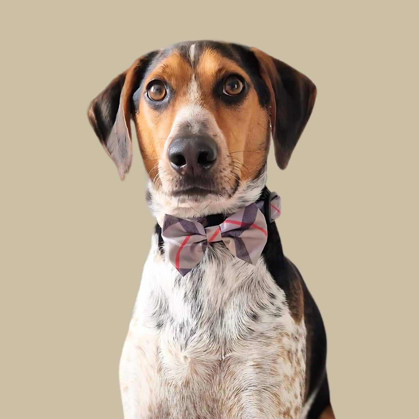 Highland Hound - Collar