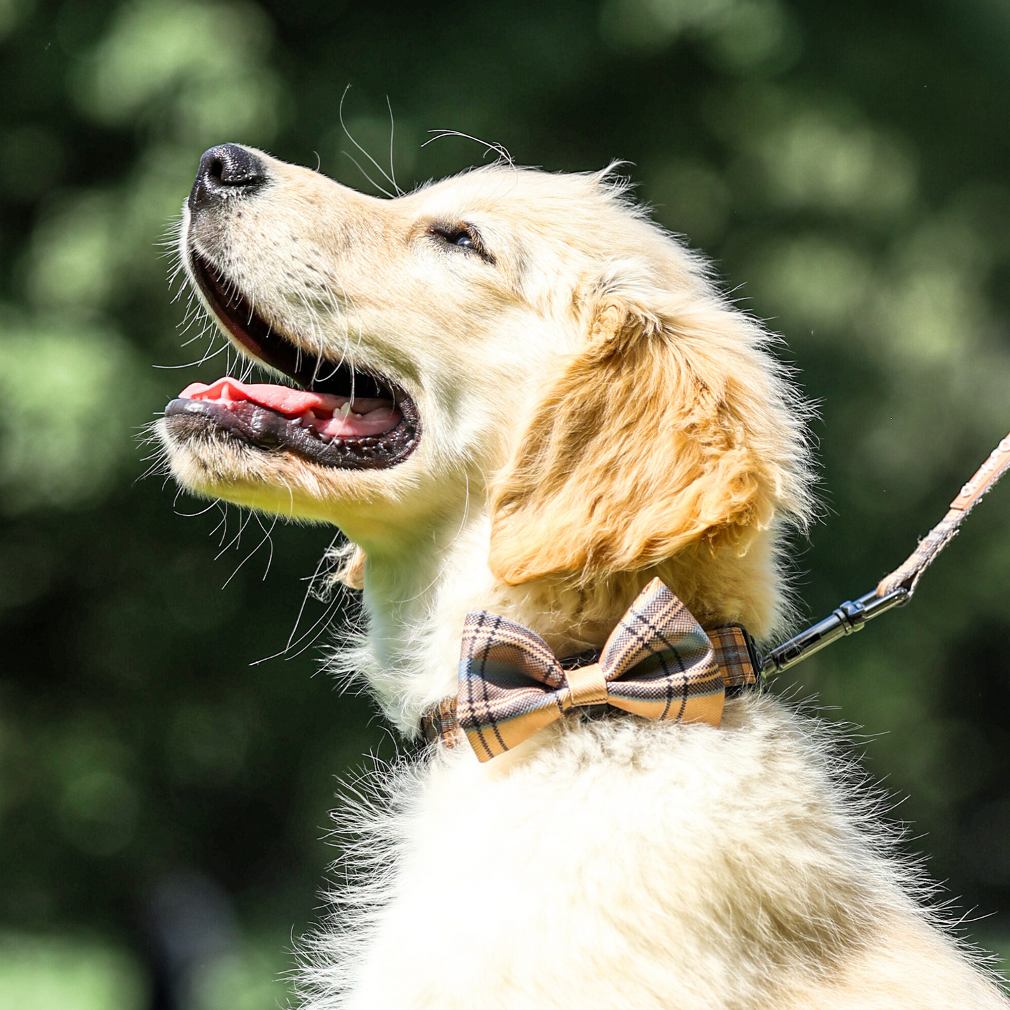 Check Him Out - Bow Tie