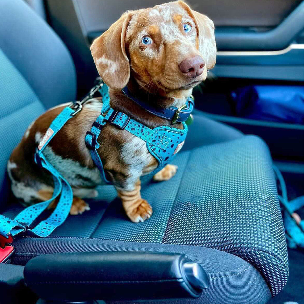 Keep it Teal - Seatbelt