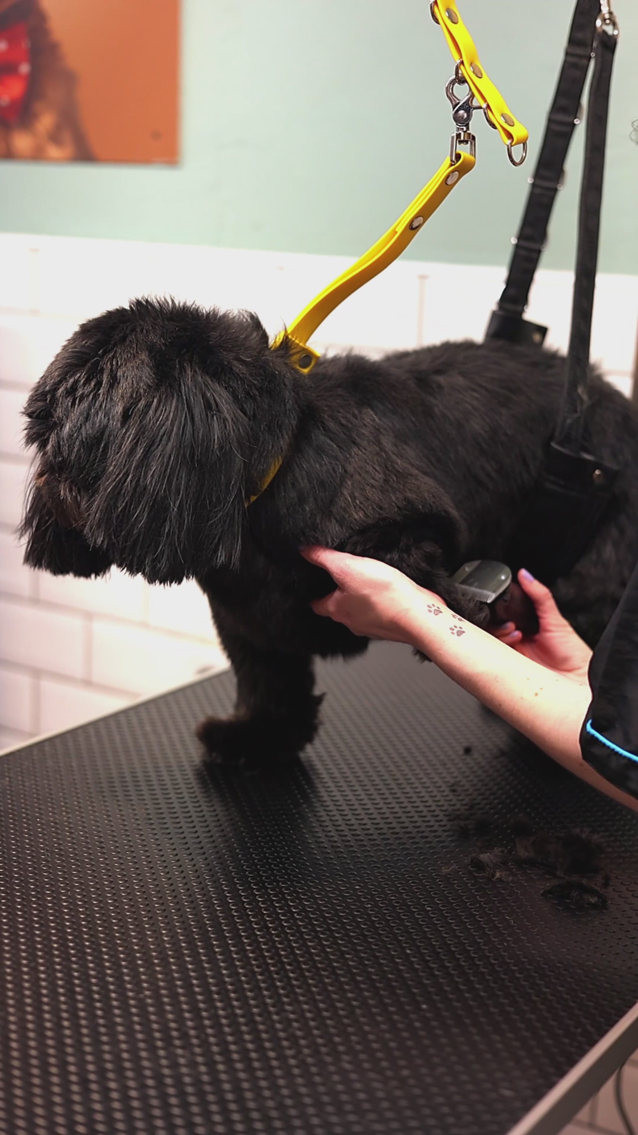 Load video: A video of a black small dog being groomed at Charlie + Co Dog Grooming Salon in Nantwich, Cheshire.