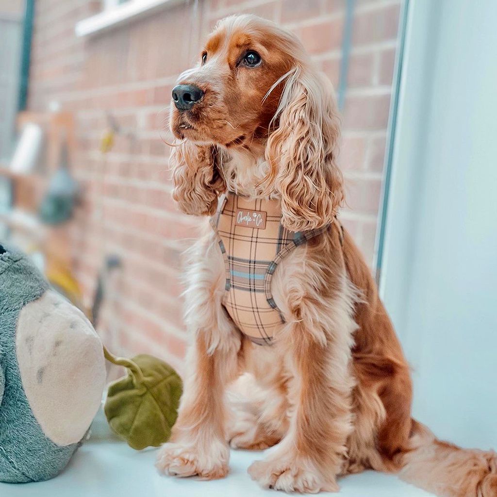 Cocker spaniel harness sale