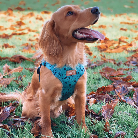Keep it Teal - Step-in Harness